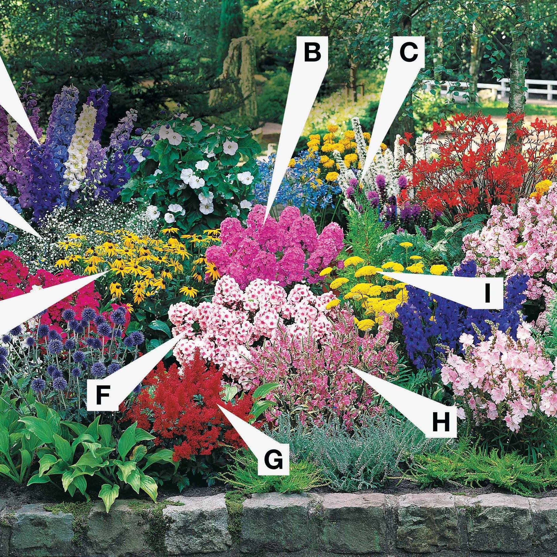 Vaste planten borderpakket - ca. 6 m² - Delphinium, Phlox, Liatris, Gypsophila, Rudbeckia, Physostegia, Astilbe, Achillea