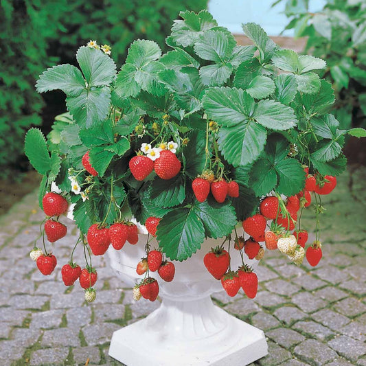 Aardbei 'Maestro' - Fragaria maestro ® cov 89.98.1 - Aardbeien