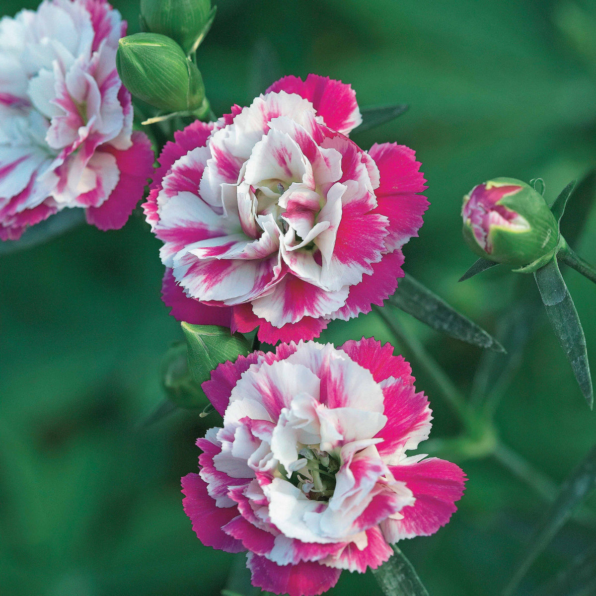 Grasanjer 'Pink Heaven' (x2) - Dianthus pink heaven - Bakker