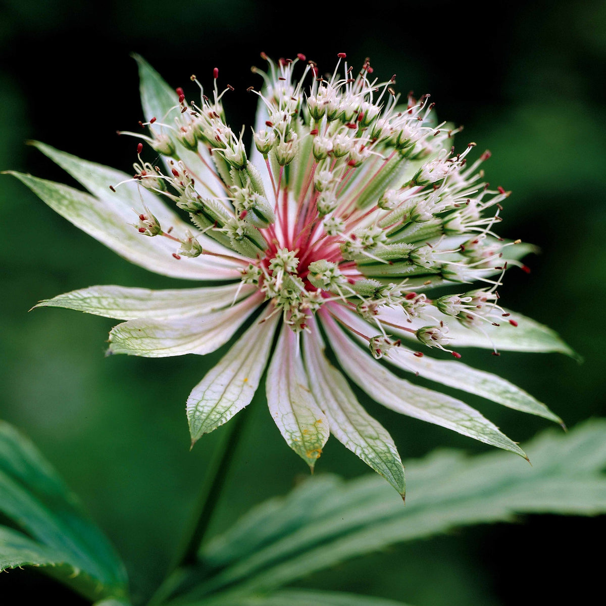 Sterrenscherm (x2) - Astrantia major star of royals - Bakker