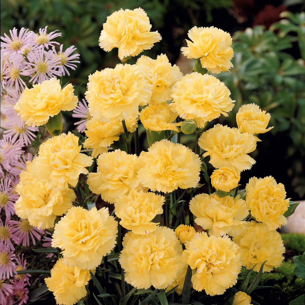 Anjer 'Grenadine Yellow' (x2) - Dianthus caryophyllus grenadin yellow - Bakker