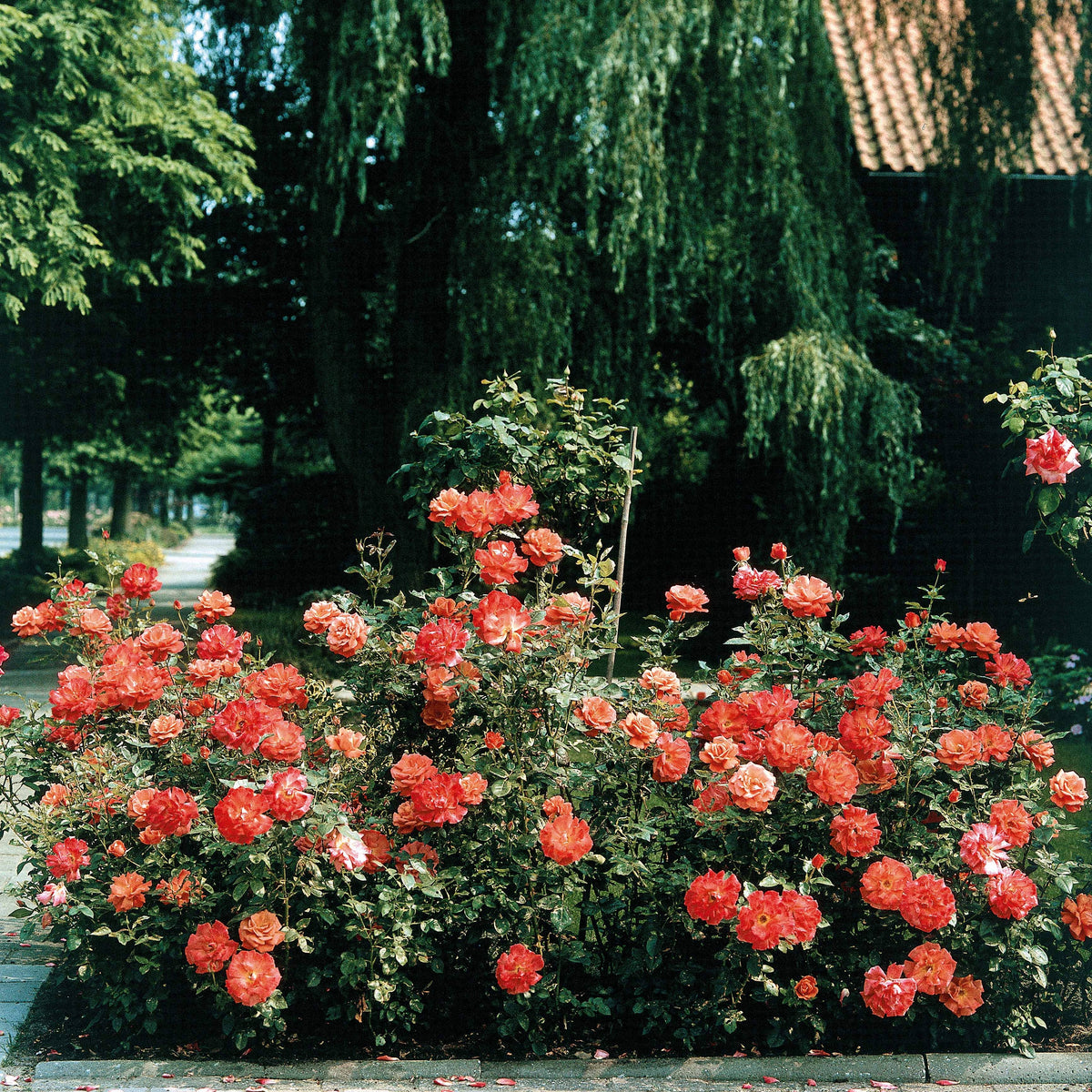 Roos 'Doris Tysterman'® - Bakker