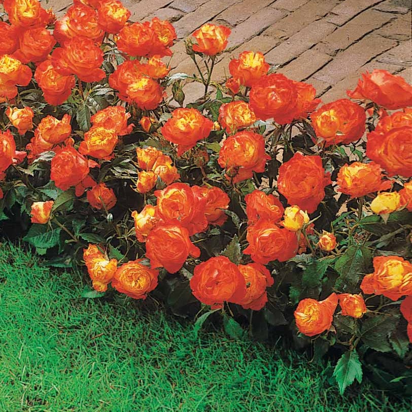 Trosroos 'Harlequin' - Rosa polyantha Harlequin (harlekeijn) - Bakker