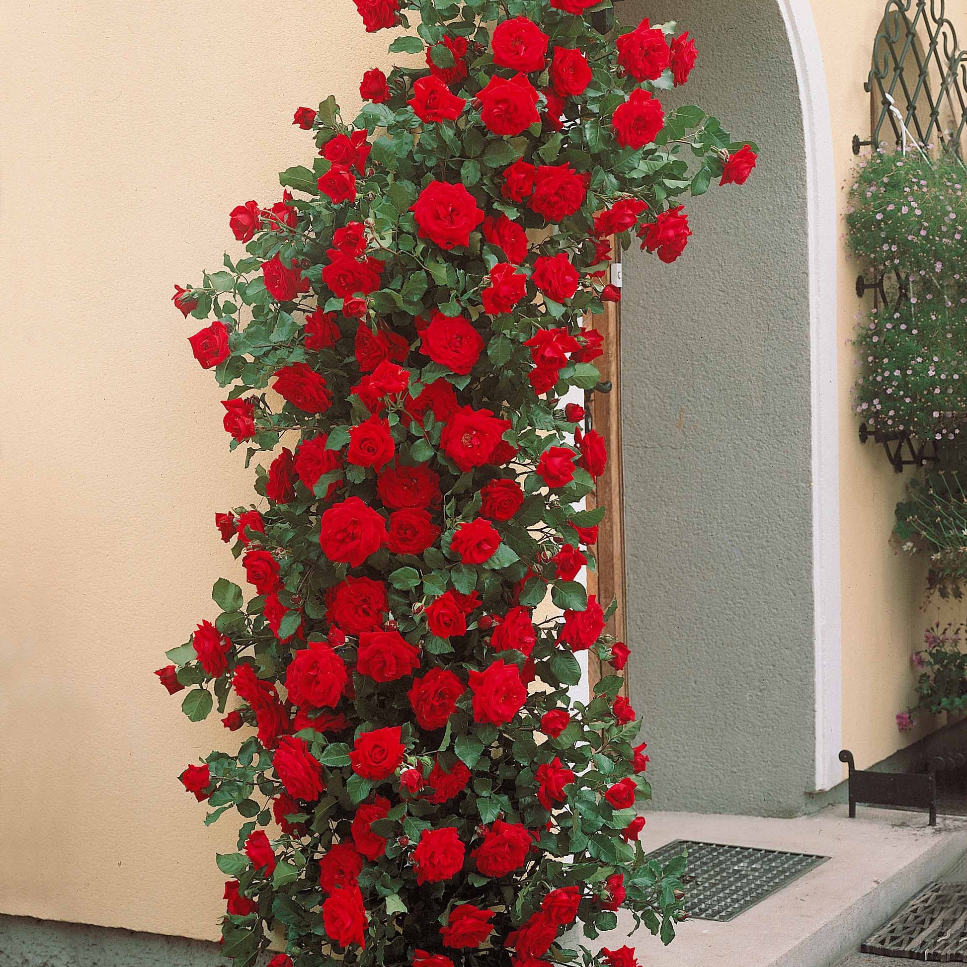 Rosa Musimara - Klimroos 'Musimara' - Klimrozen