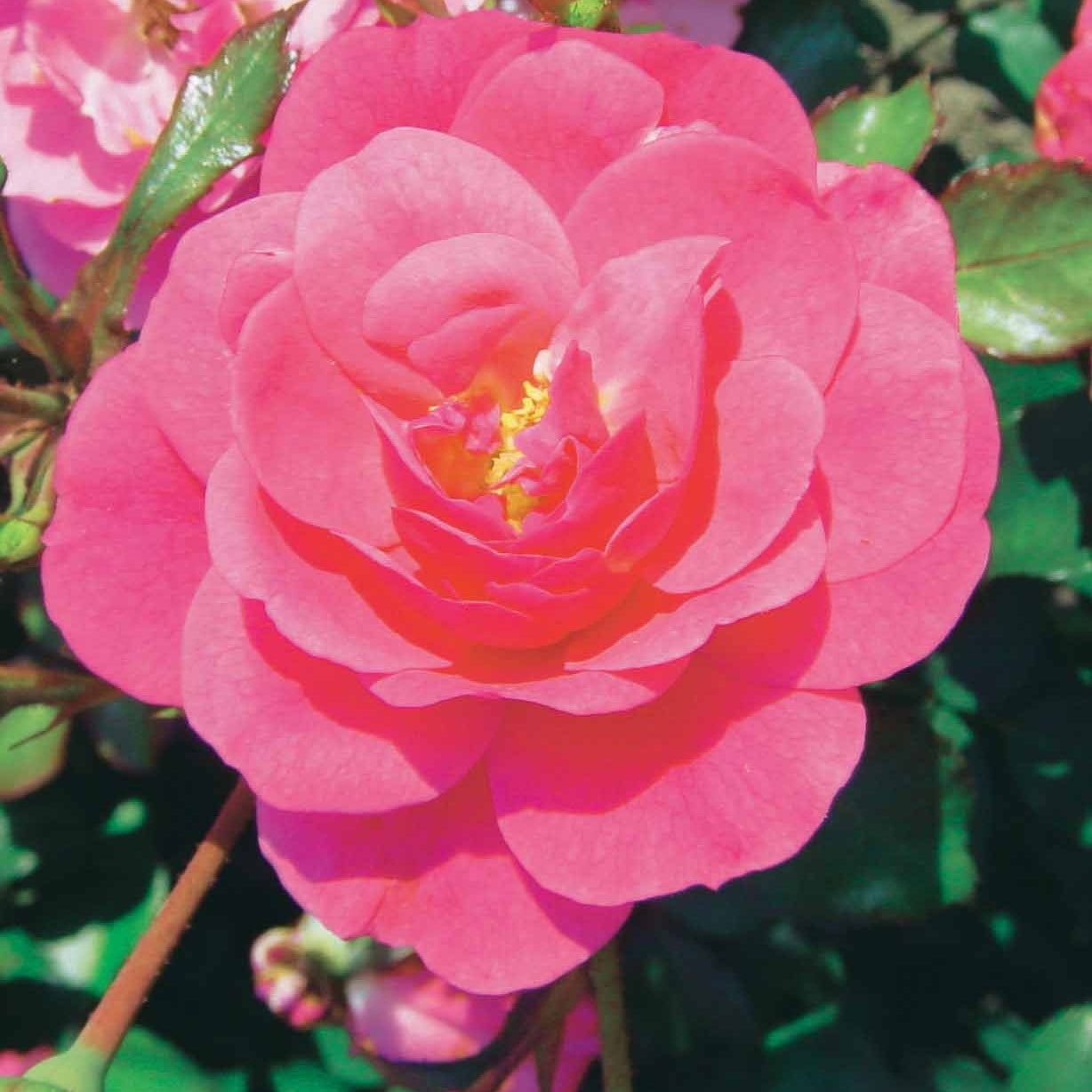 Bodembedekkende roos 'Mirato'® - Rosa Mirato ® - Bakker
