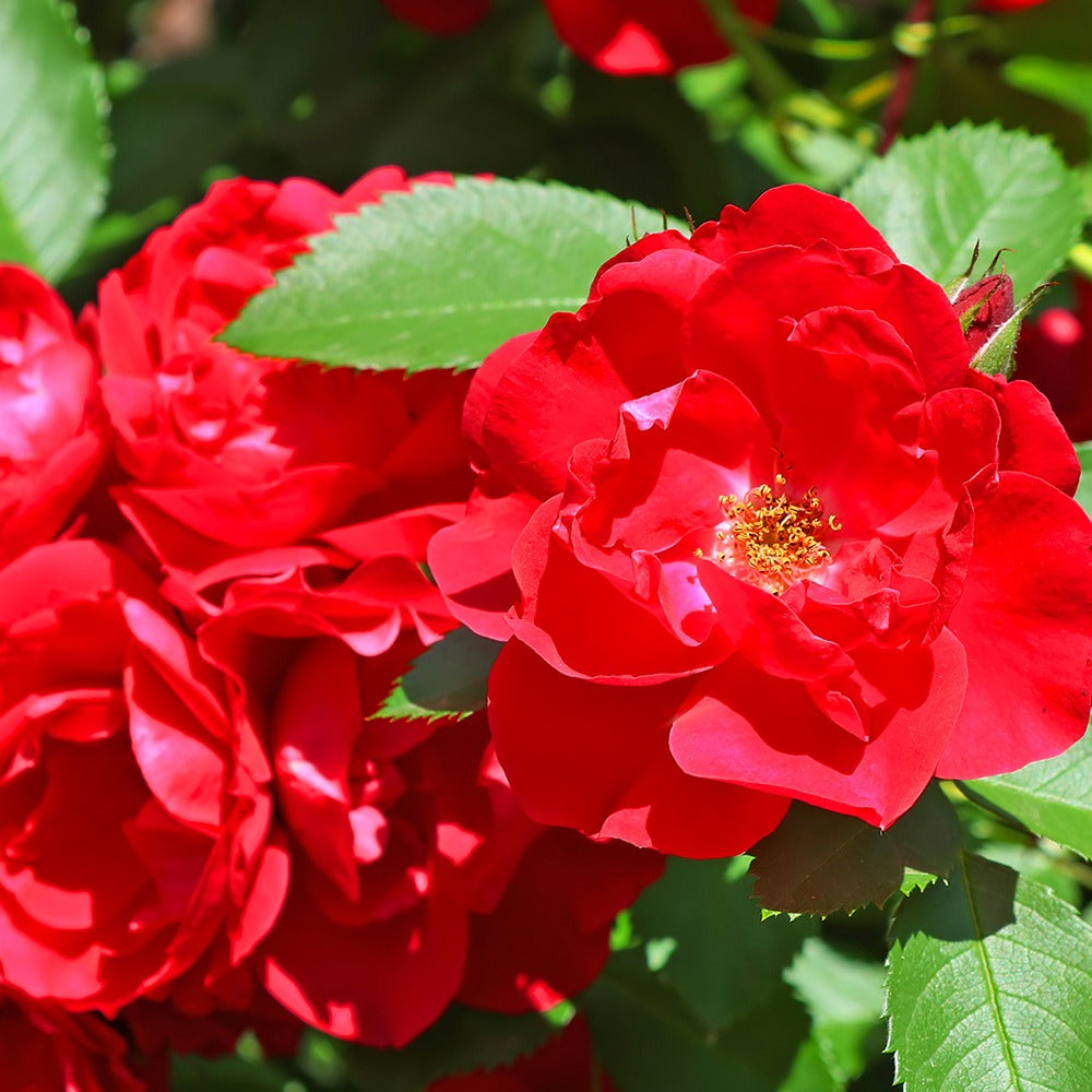 Trosroos - rood - Rosa polyantha - Bakker