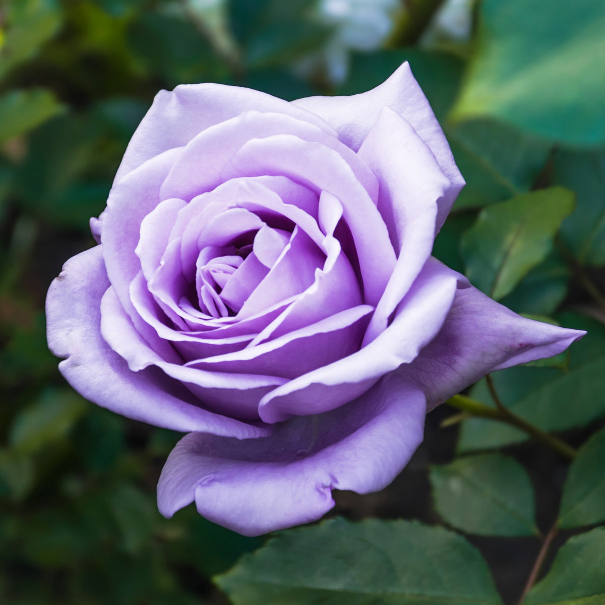 Struikroos - 'paars - Rosa - Bakker