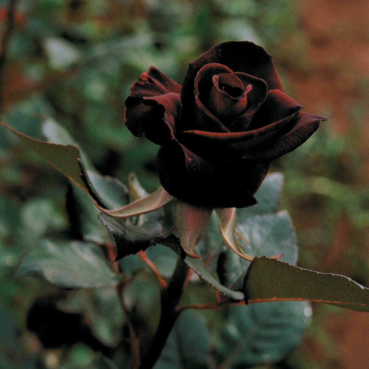 Rozen - Roos 'Black Baccara'® - Rosa Black Baccara ®