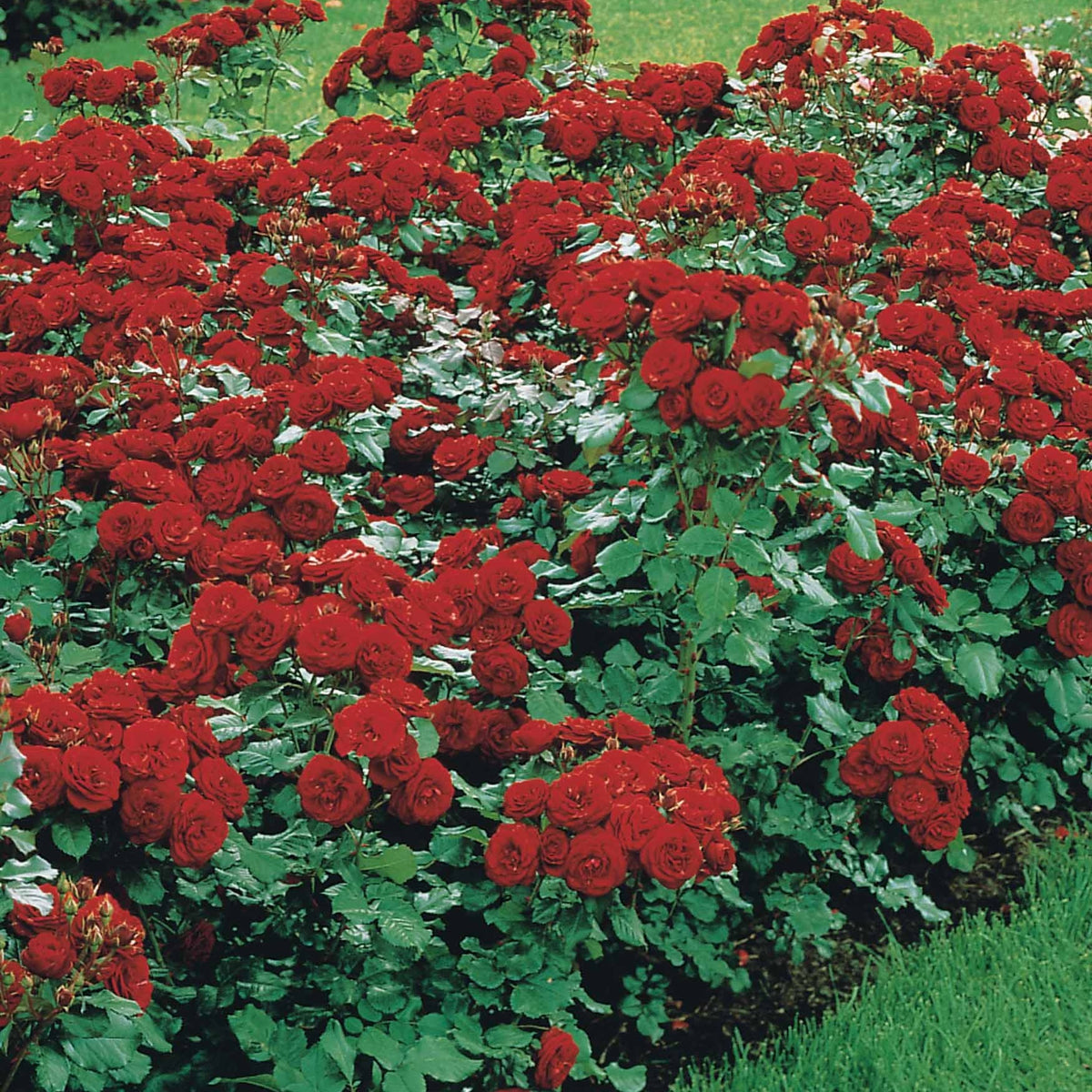 Trosroos 'Lilli Marleen' - Rosa polyantha Lilli Marleen - Bakker