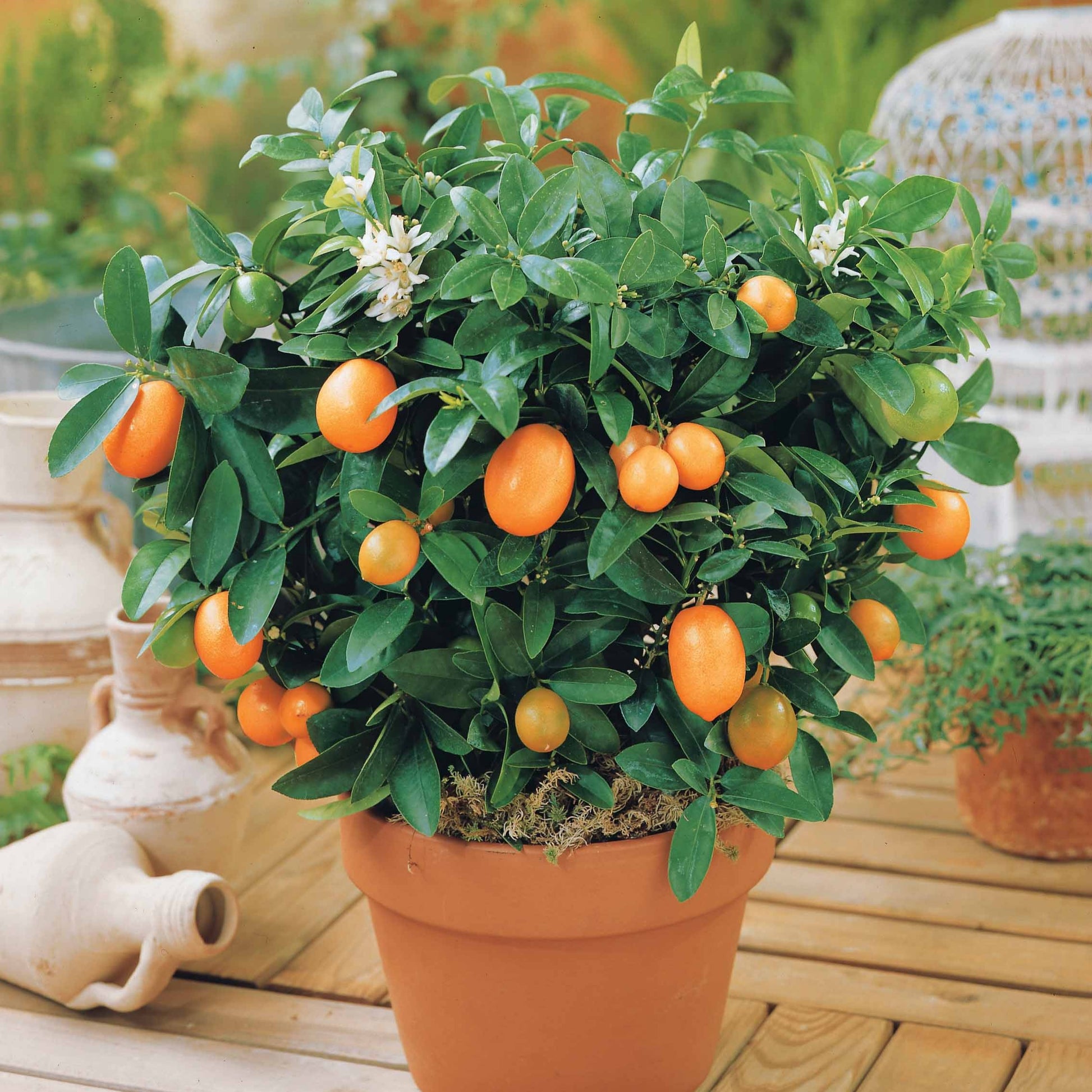 Kumquat - Fortunella margarita - Bakker