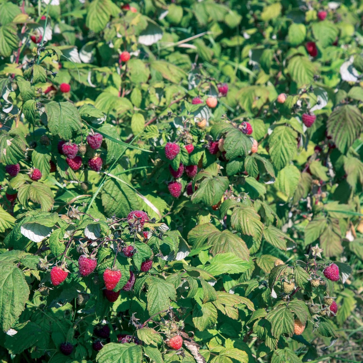 Rubus idaeus Heritage - Framboos 'Heritage' - Frambooos