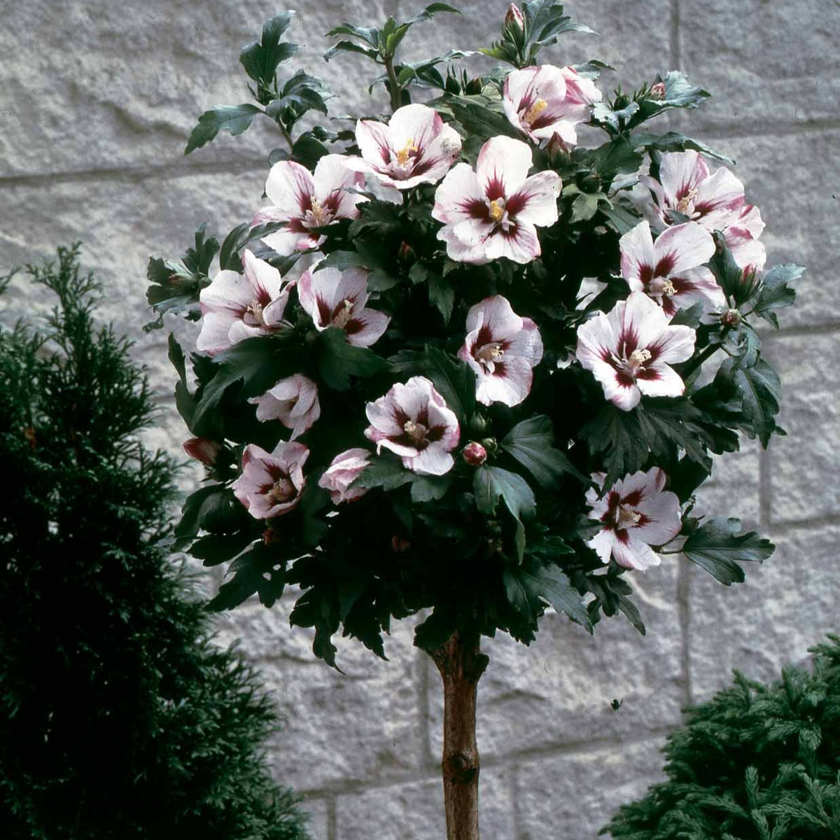 Altheastruik op stam - wit/rood - Hibiscus syriacus - Bakker