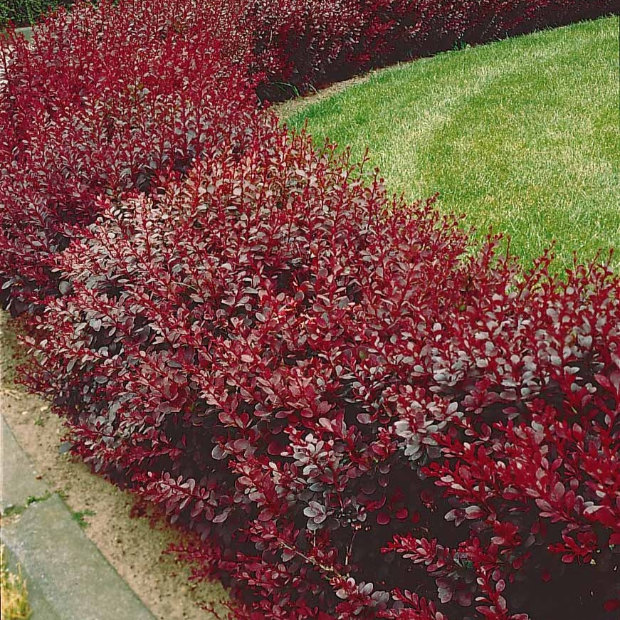 Rode zuurbes - 3 meter haag - Berberis thunbergii Atropurpurea - Bakker