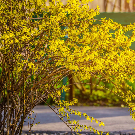 Chinees klokje 'Spectabillis' - Forsythia x intermedia spectabilis - Heesters