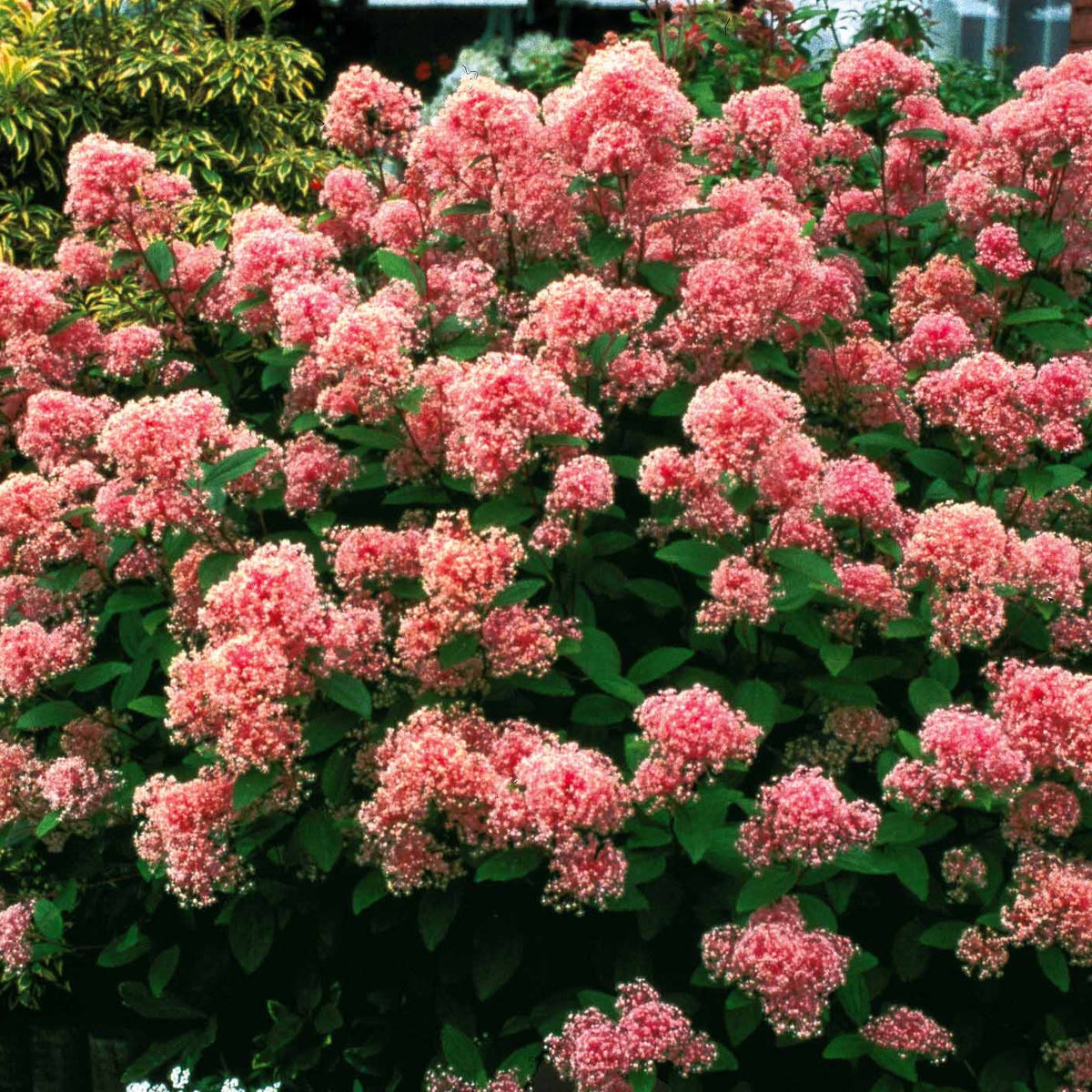 Verkoop Amerikaanse sering 'Marie Simon' - Ceanothus x pallidus marie simon