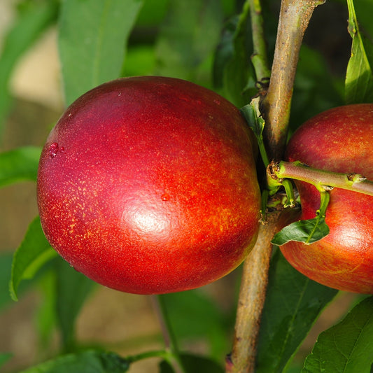 Nectarine 'Morton' - Prunus persica Morton - Perzik