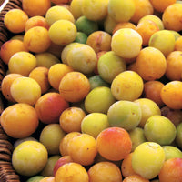 Pruimenboom 'Mirabelle de Nancy' - Prunus domestica mirabelle de nancy - Fruit