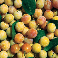 Pruimenboom 'Mirabelle de Nancy' - Prunus domestica mirabelle de nancy - Pruimen