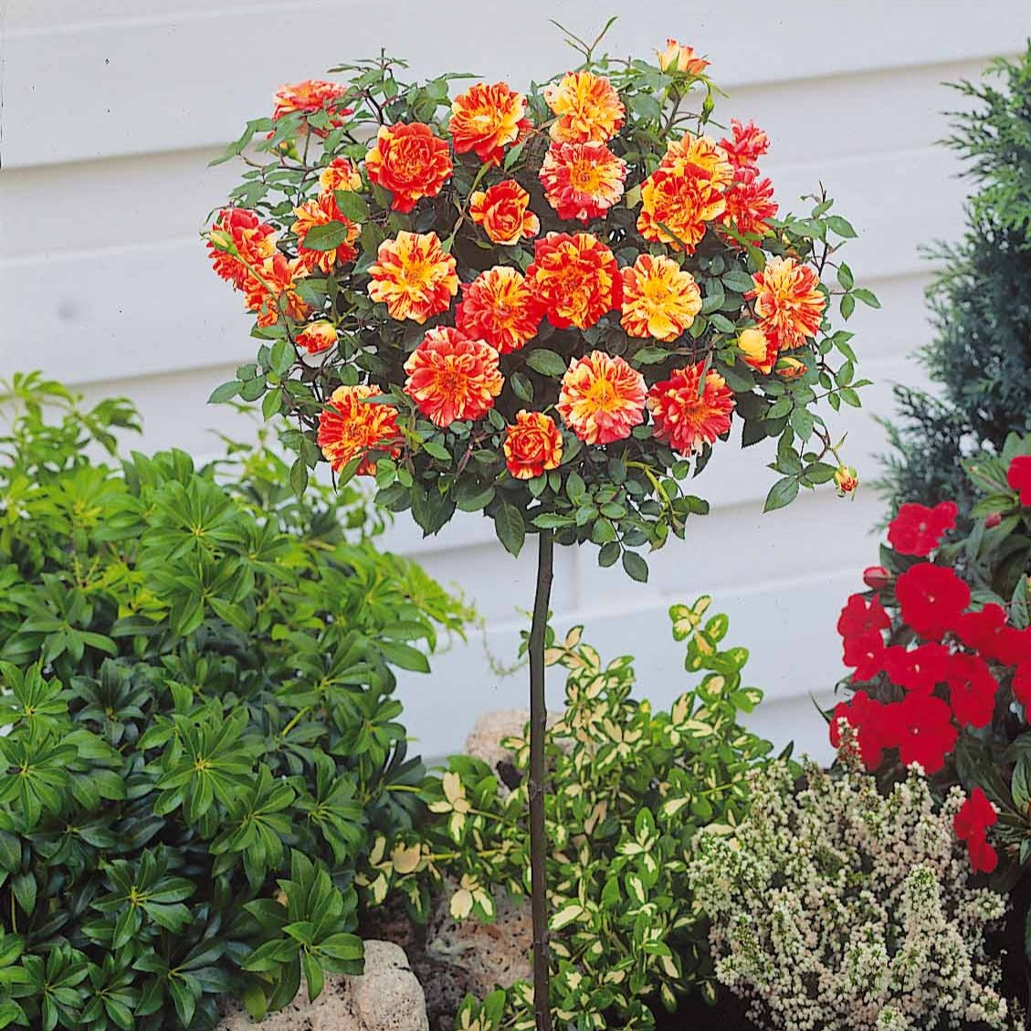 Stamroos 'Mousha' - Rosa (m) mousha - Bakker