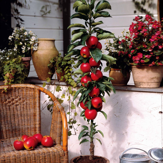 Appelboom 'Braeburn' - Malus domestica braeburn - Appels