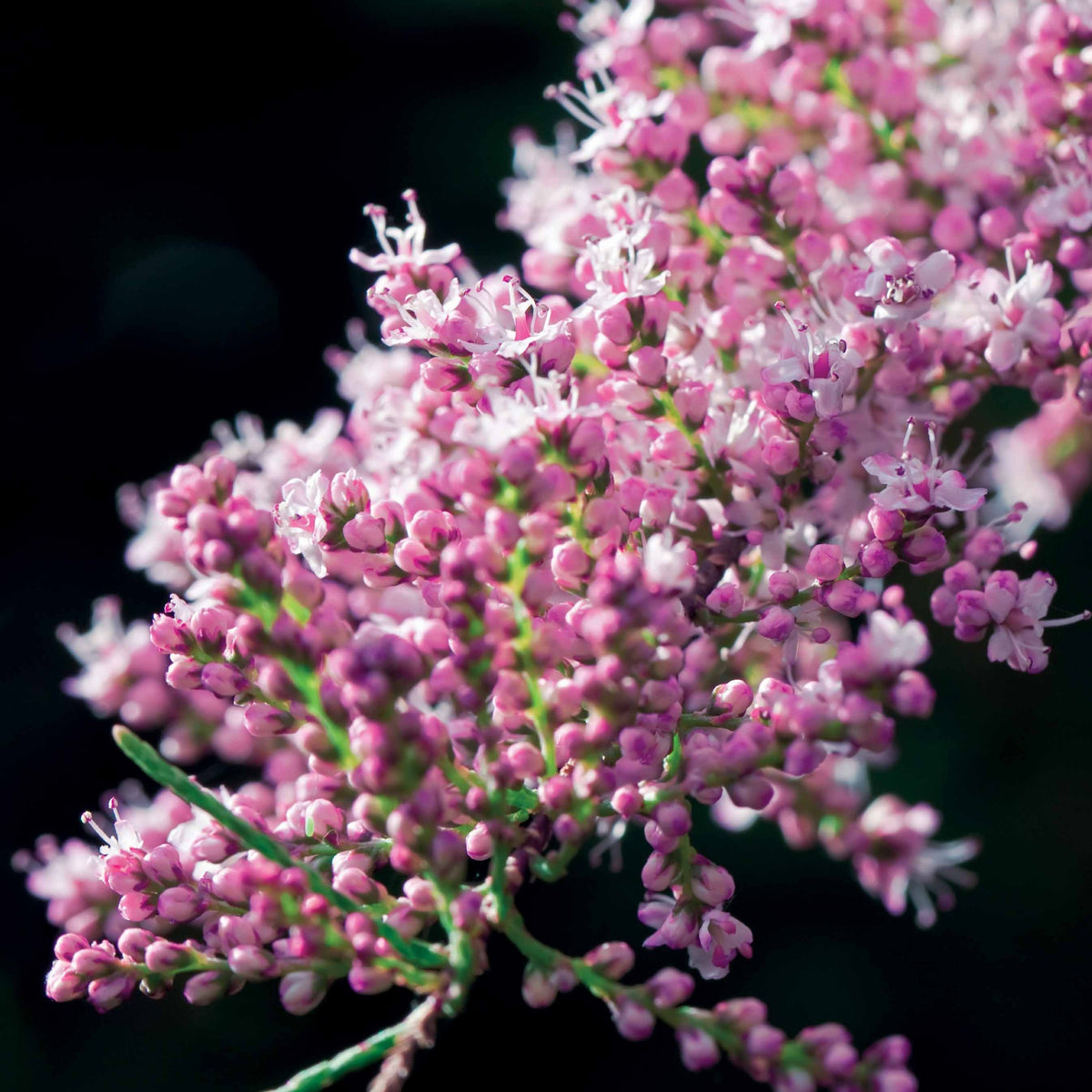 Tamarix tetrandra - Tamarisk - Bloeiende heesters