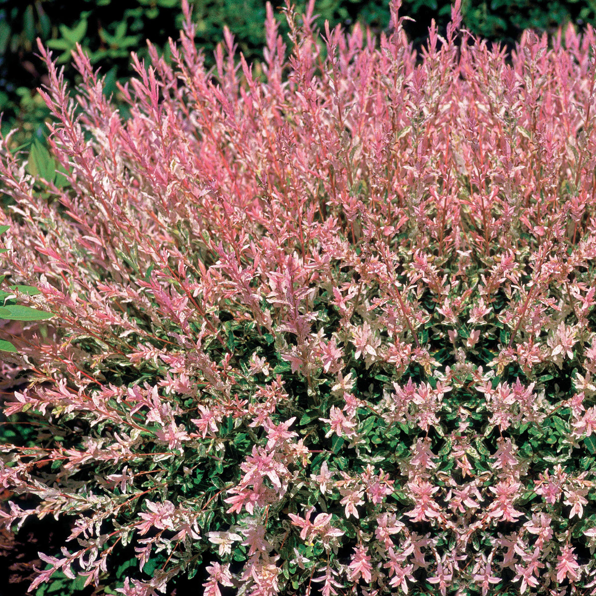 Verkoop Bonte wilg 'Hakuro Nishiki' - Salix integra hakuro nishiki
