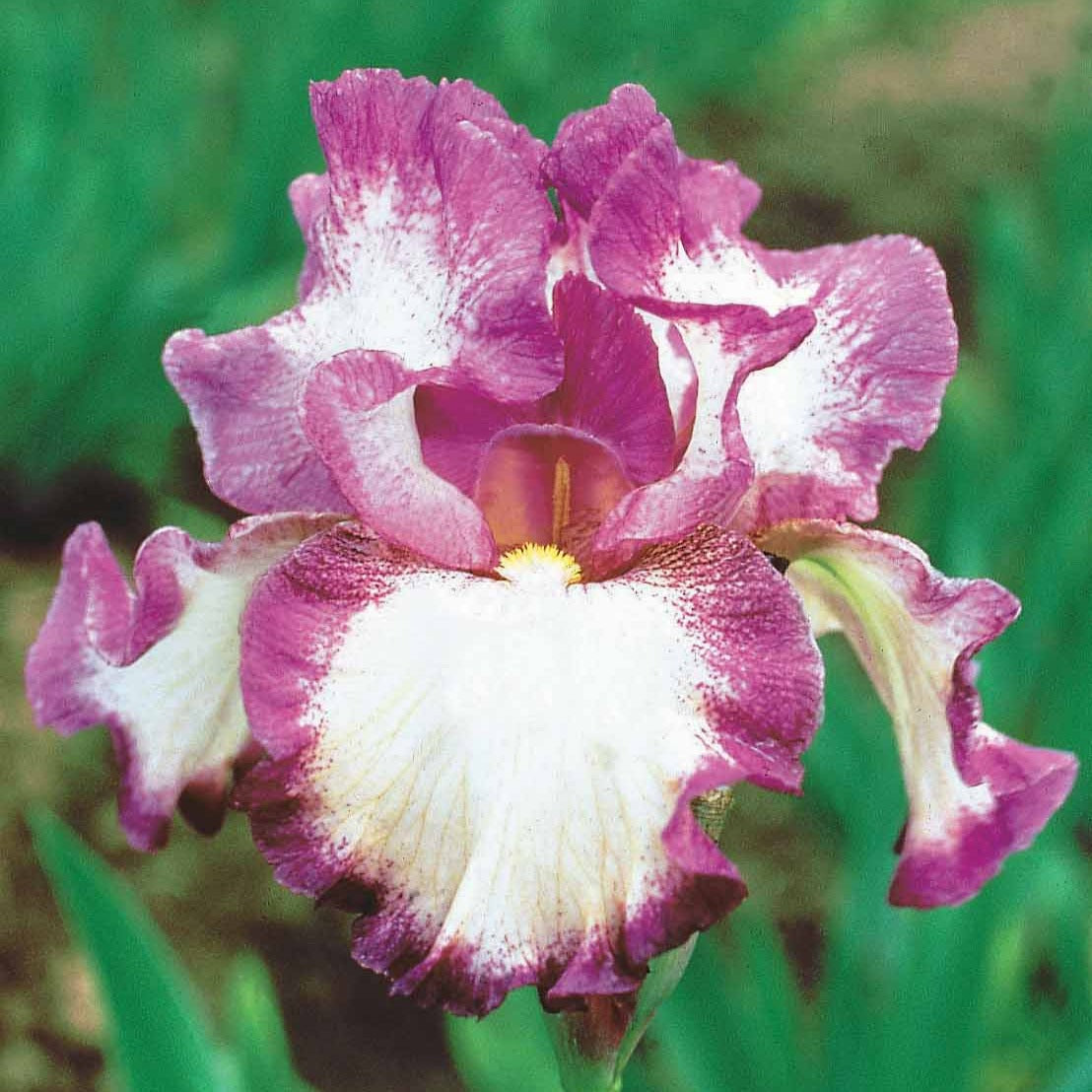 Baardiris 'Autumn Encore' (x3) - Iris germanica Autumn Encore - Bakker