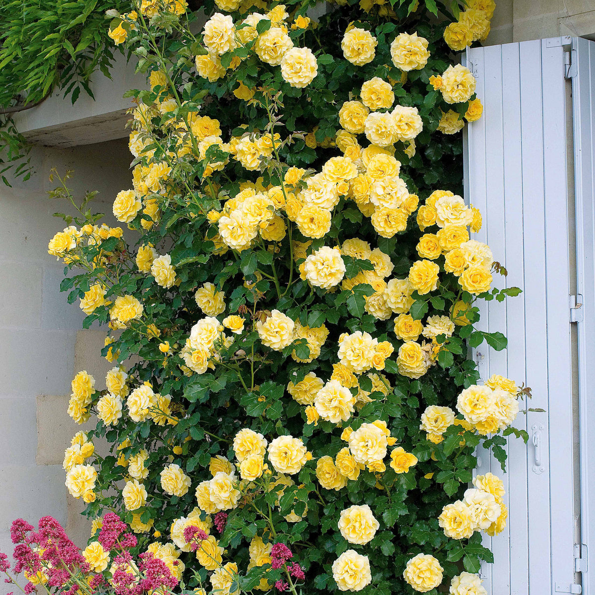 Klimroos 'Golden Gate'® 'Korgolgat' - Rosa Golden Gate ® Korgolgat - Bakker