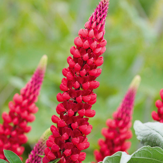 Lupine 'Russell Red' (x3) - Bakker