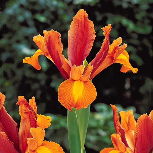 Iris 'Bronze Perfection' (x10) - Bakker