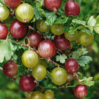 Witte kruisbes op stam - Ribes uva-crispa - Fruit