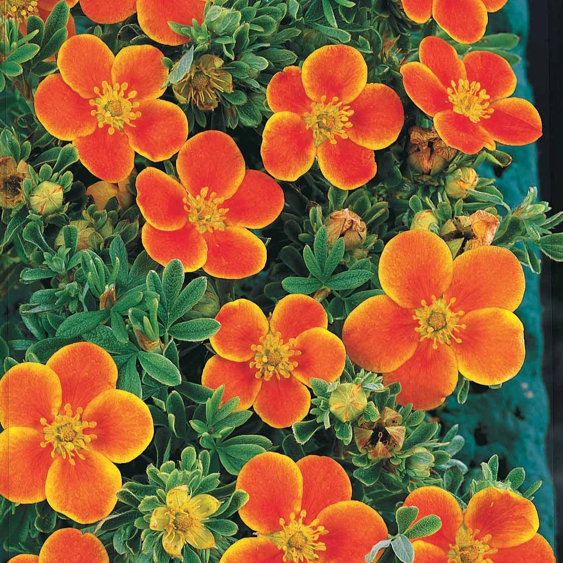 Ganzerik Mix - oranje + geel + wit - 1,5 meter haag (x3) - Potentilla ‘hopley’s’ orange, goldfinger jaune, ‘a - Heesters en vaste planten