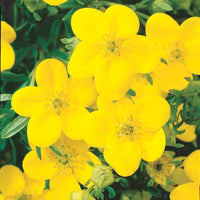 Ganzerik Mix - oranje + geel + wit - 1,5 meter haag (x3) - Potentilla ‘hopley’s’ orange, goldfinger jaune, ‘a - Tuinplanten