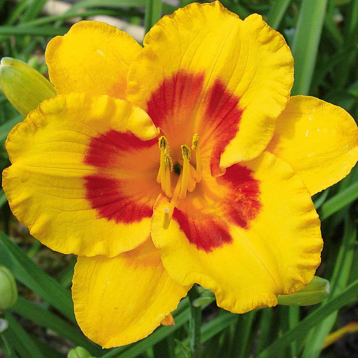 3 Fooled me aglelies - Hemerocallis fooled me série 500 - Bakker