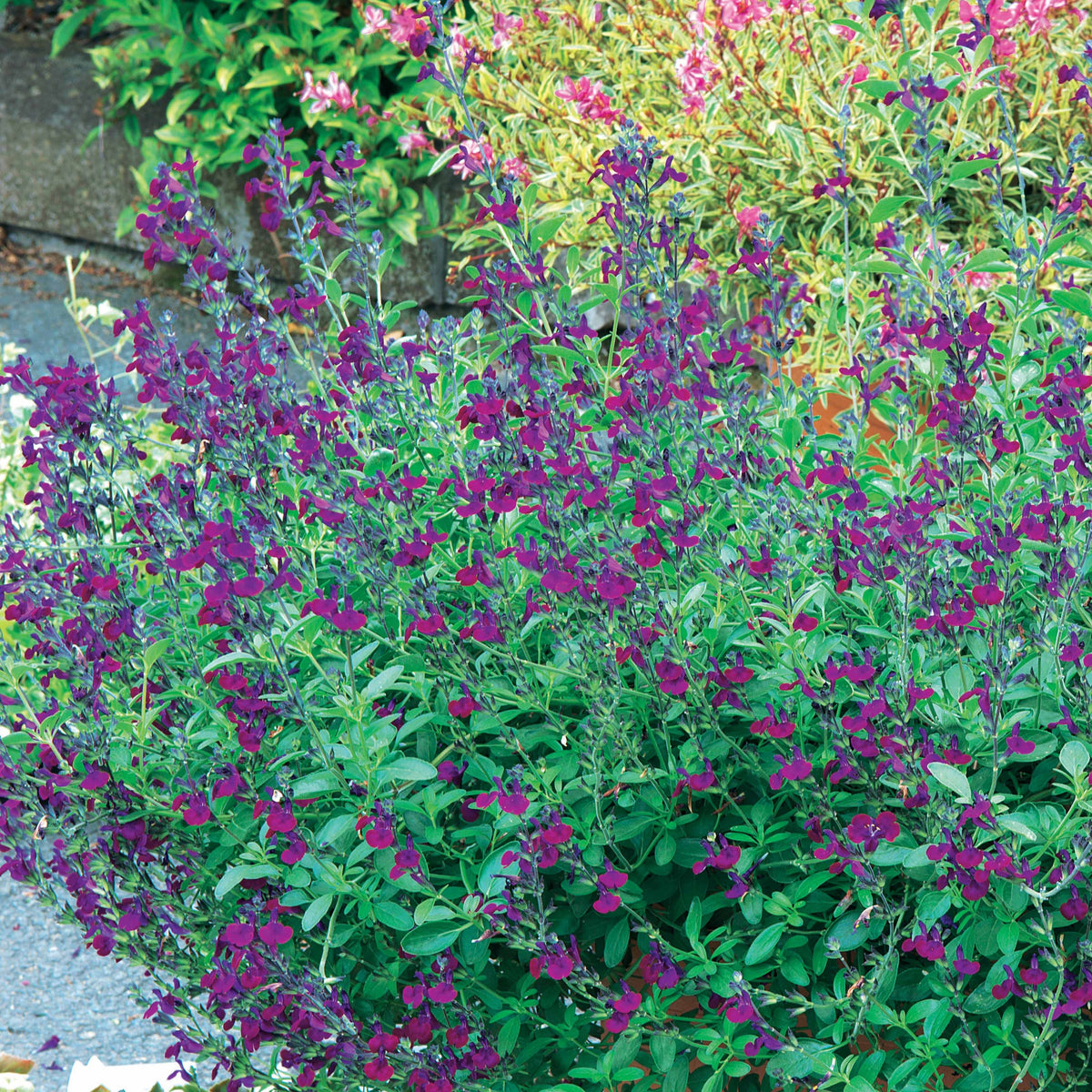 Salvia jamensis Violette de Loire ® Barsal - Salie 'Violette de Loire' - Salie