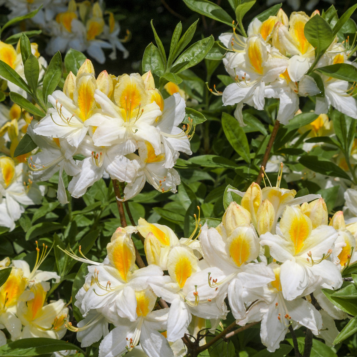 Azalea mollis wit - Rhododendron (Azalea) mollis Persil - Bakker