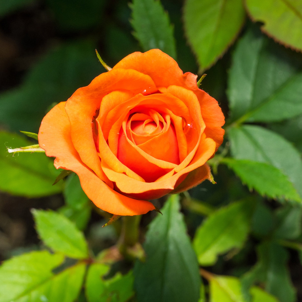 Struikroos - oranje - Bakker