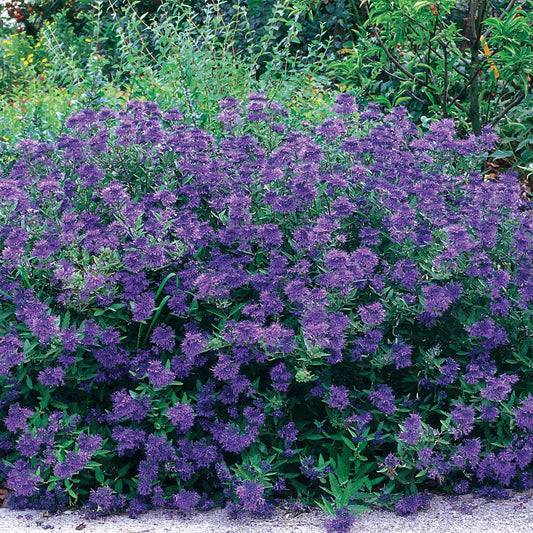 Blauwe spirea 'Blauer Spatz' - Caryopteris x clandonensis blauer spatz - Heesters en vaste planten