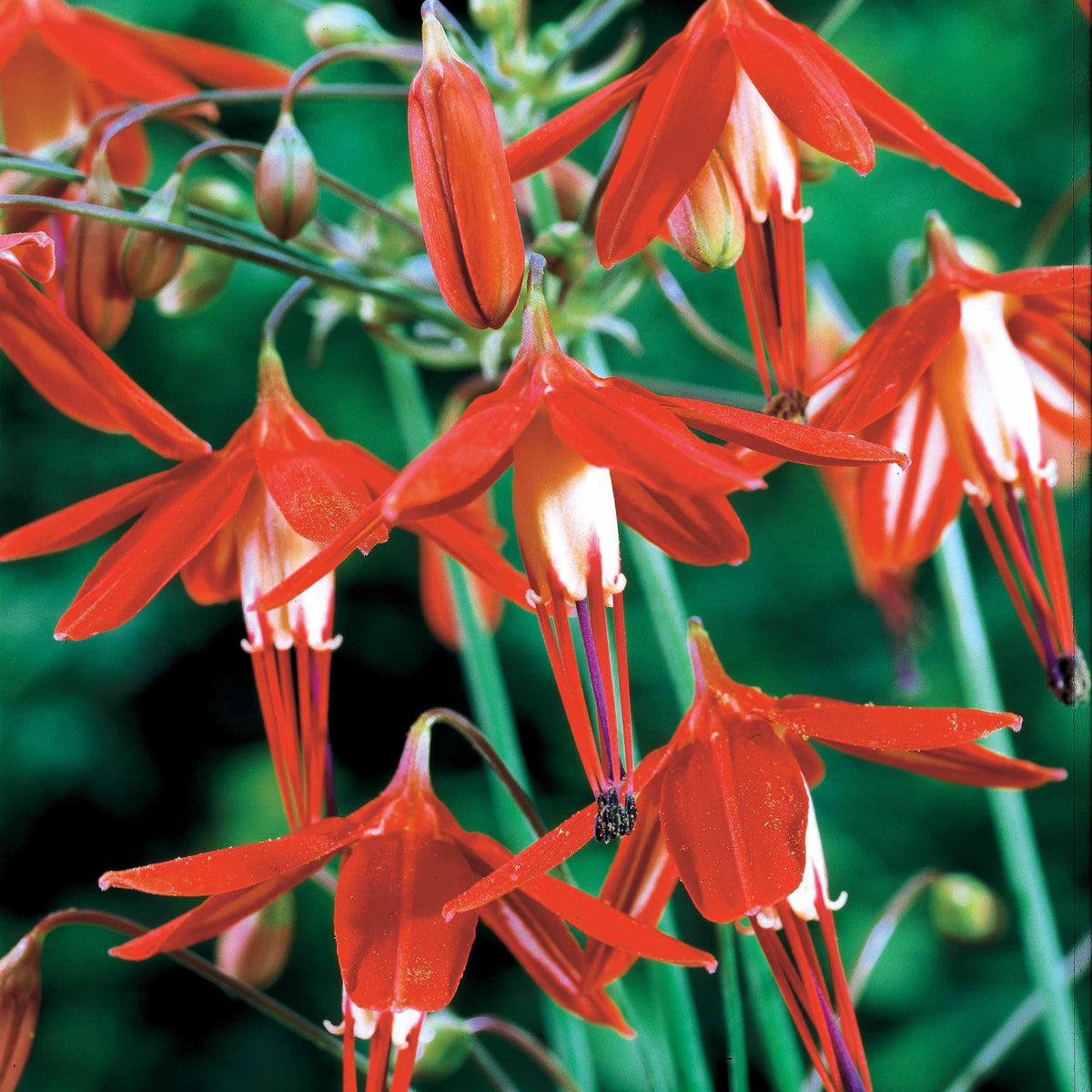 Koraaldruppel (x5) - Bessera elegans - Bakker