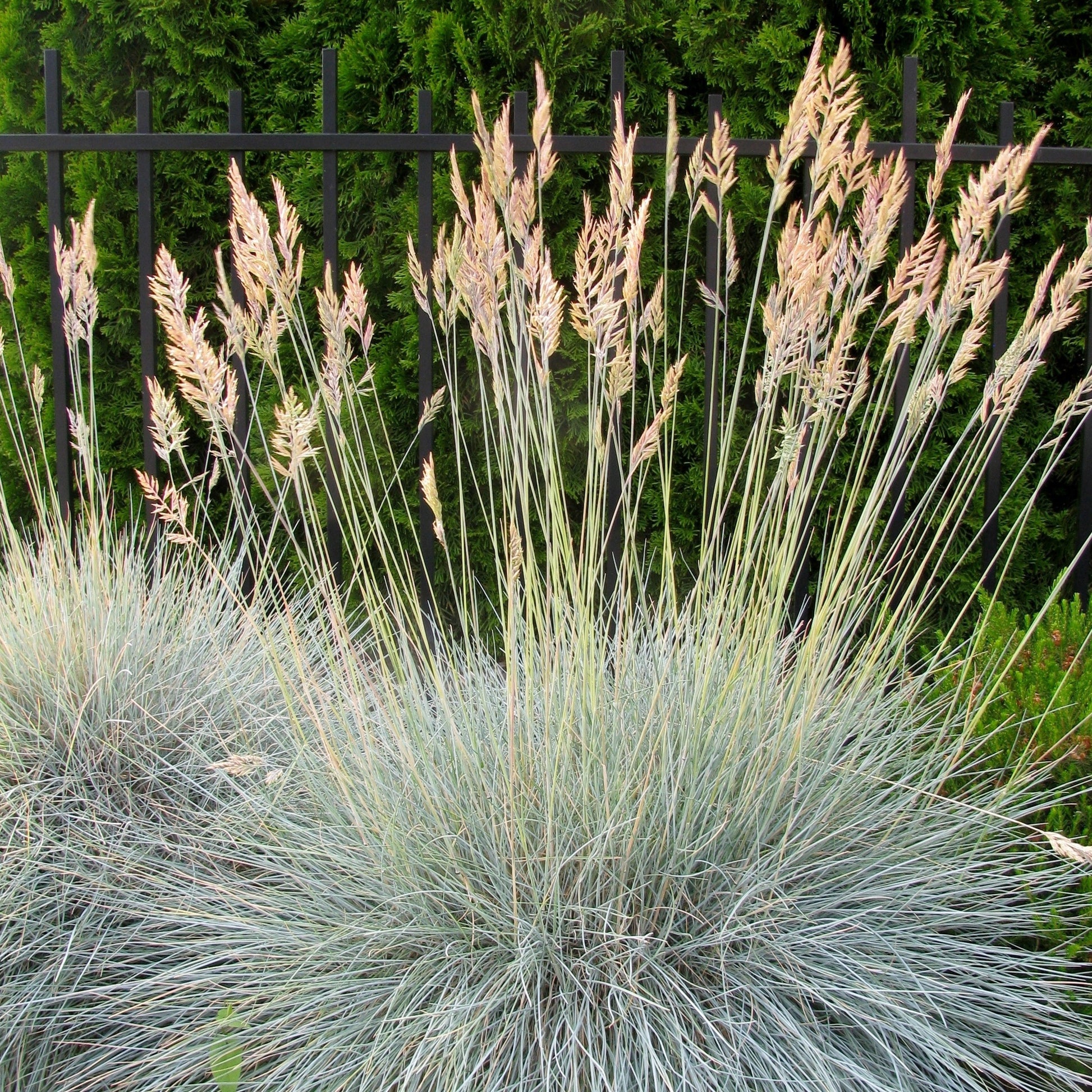 Blauw schapengras - Festuca ovina Glauca - Bakker