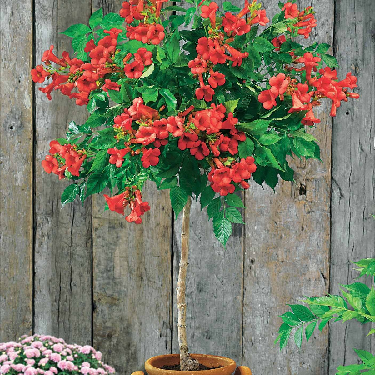 Japanse Camelia op stam - Bakker