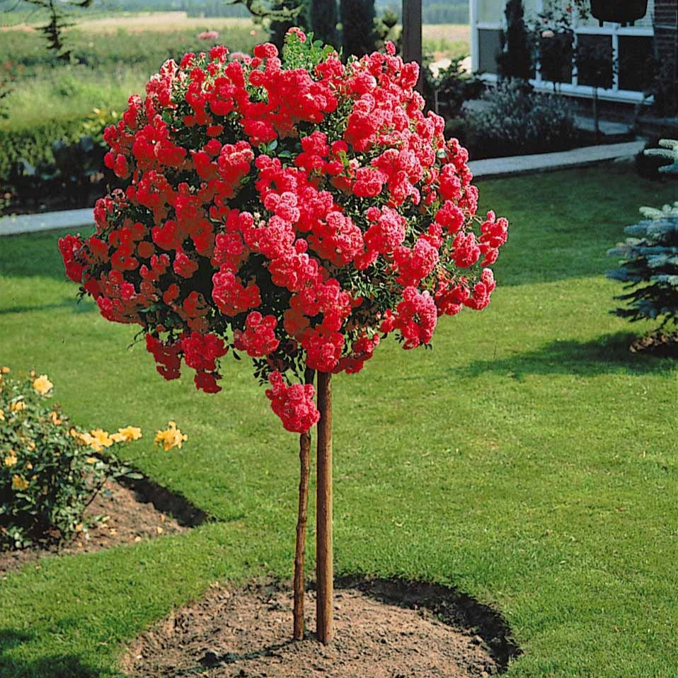 Roos 'Exelsia' op stam - Rosa wichuraiana excelsa - Bakker