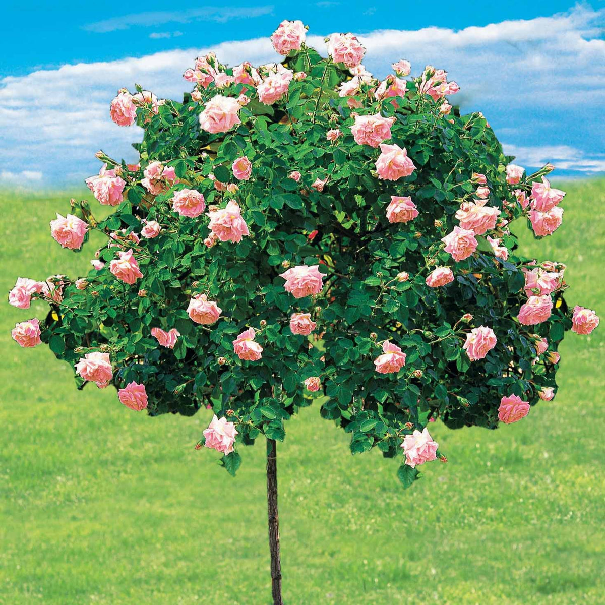 Rosa wichuraiana New Dawn - Wilde stamroos 'New Dawn' - Rozen op stam