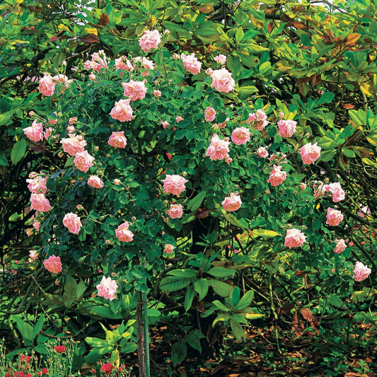 Wilde stamroos 'New Dawn' - Rosa wichuraiana New Dawn - Plantsoort