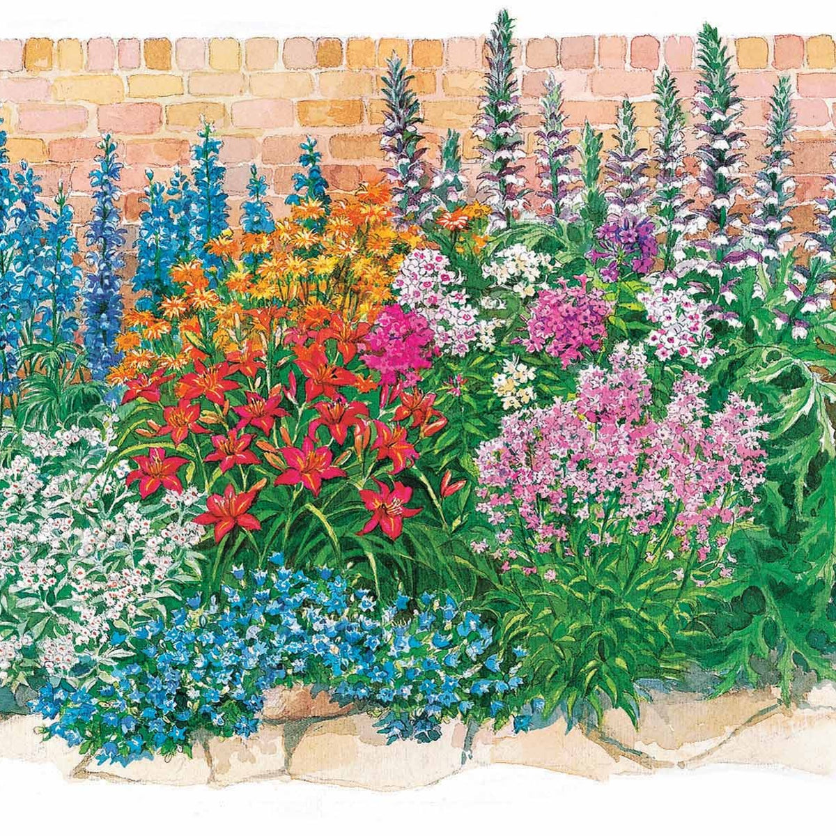 Bloeiende vaste planten borderpakket - ca. 2 m² - Acanthus mollis, Heliopsis scabra, Aconitum napellus, Phlox paniculata, Hemrocallis Samy Russel, Lychnis viscaria, Anaphalis triplinervis, Campanula carpatica - Bakker