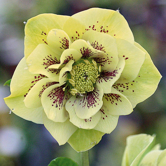 Nieskruid 'Double Yellow Spotted' (x2) - Helleborus orientalis double yellow spotted - Terras- en balkonplanten