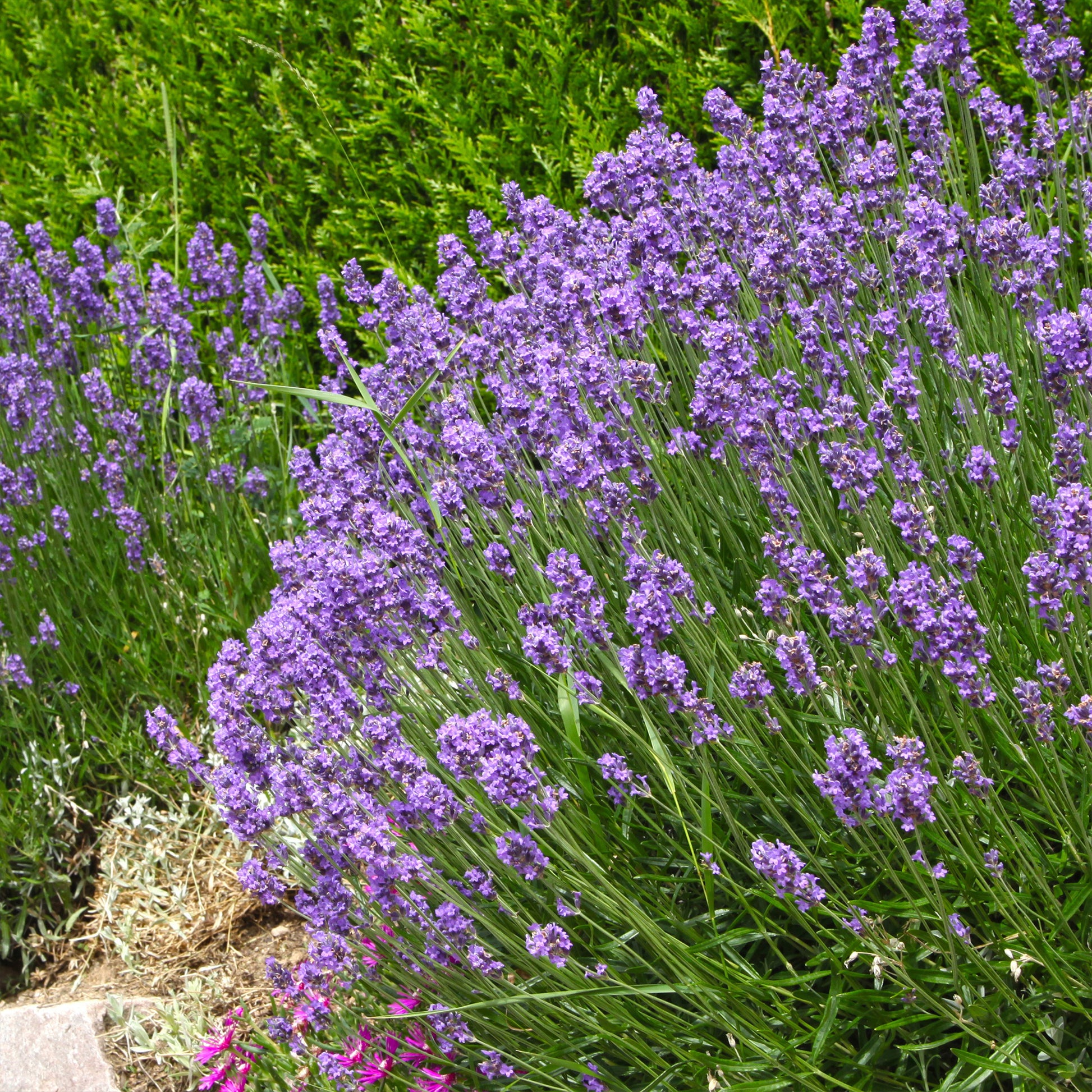Blauwe lavendel - Lavandula angustifolia hidcote blue