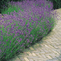 Blauwe lavendel - Lavandula angustifolia hidcote blue