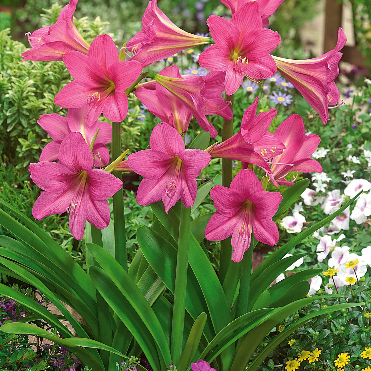 Amaryllis 'Sweet Sixteen' - Bakker