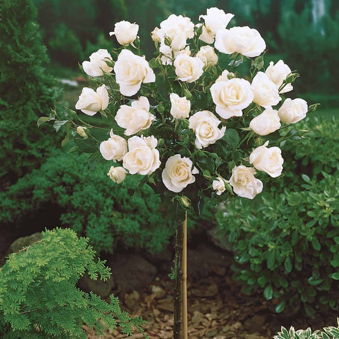 Rosa korbin - Stamroos 'Korbin' - Rozen op stam